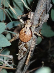 Neduba castanea