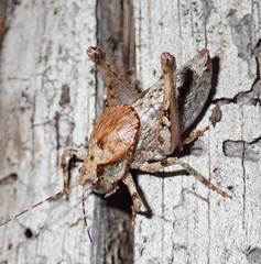Neduba castanea