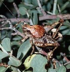 Neduba castanea