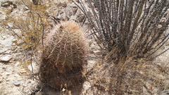 Homalocephala parryi