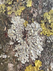 Physcia tribacioides