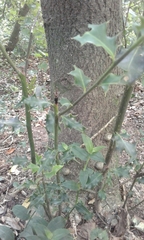 Ilex aquifolium