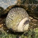 photo of Speckled Tegula (Tegula gallina)