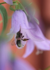 Melitta haemorrhoidalis