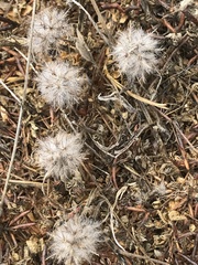 Trifolium angustifolium