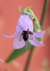 Melitta haemorrhoidalis