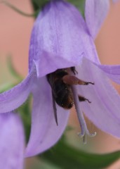 Melitta haemorrhoidalis