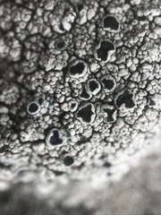 Lecanora gangaleoides