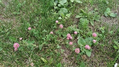 Trifolium hybridum