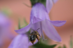 Melitta haemorrhoidalis