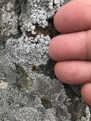 Lecanora gangaleoides