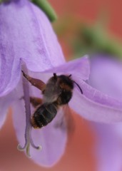 Melitta haemorrhoidalis