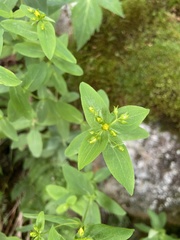 Hypericum mitchellianum
