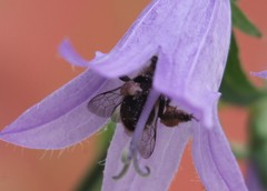 Melitta haemorrhoidalis