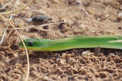Erythrolamprus viridis