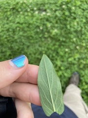 Hypericum mitchellianum