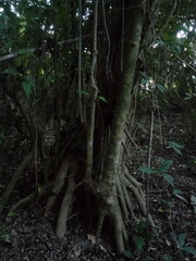 Bravaisia integerrima