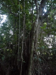 Bravaisia integerrima