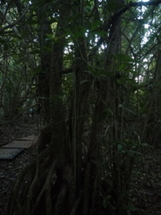 Bravaisia integerrima