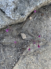 Diplacus kelloggii