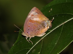 Arhopala madytus