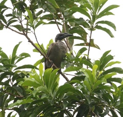 Philemon buceroides yorki