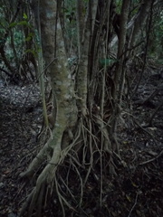 Bravaisia integerrima