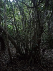 Bravaisia integerrima