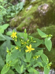 Hypericum mitchellianum