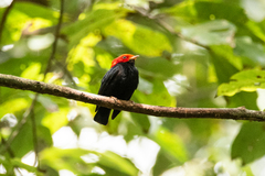 Ceratopipra rubrocapilla