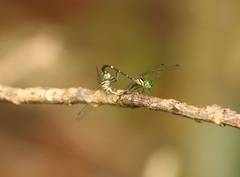 Nannophlebia eludens