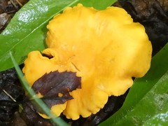 Cantharellus flavus