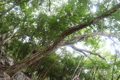 Chloroleucon mangense