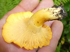 Cantharellus flavus