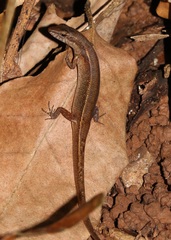 Northern Wet Tropics Shadeskink photo 2
