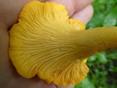 Cantharellus flavus