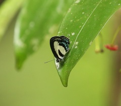 Nacaduba cyanea