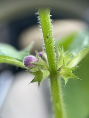 Stachys nuttallii