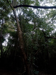 Bravaisia integerrima