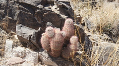 Echinocereus