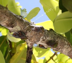 Macrotristria sylvara