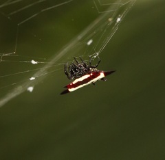 Gasteracantha fornicata
