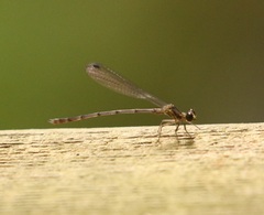 Lestoidea