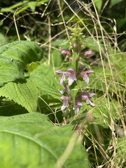 Stachys nuttallii