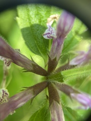 Stachys nuttallii