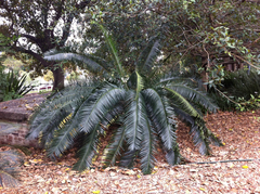 Lepidozamia