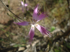 Dianthus broteri