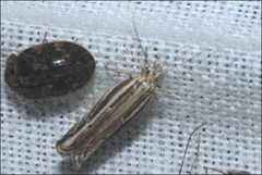 Eutorna leptographa