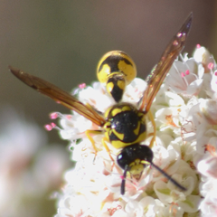 Eumenes verticalis