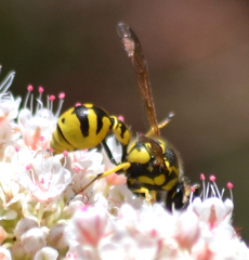 Eumenes verticalis